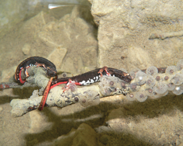 Riserva Naturale della Insugherata-fauna-in-riserva-salamandrina