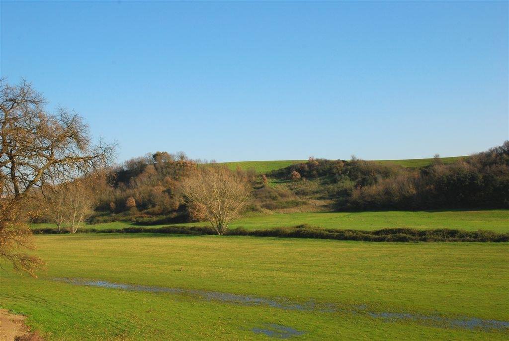 Monumento Naturale Tenuta di Mazzalupetto-Quarto degli Ebrei-flora-e-fauna-2 Il Sistema Biologico Frammenti di Biodiversità