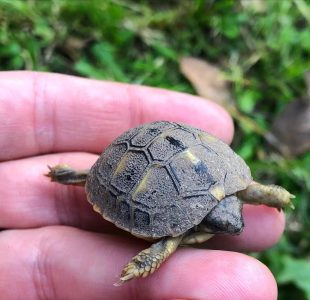vertebrati il-sistema-ecologico-roma-natura-fauna-Testuggine terrestre