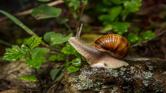 Riserva Naturale del Laurentino-Acqua Acetosa-flora-e-fauna-2