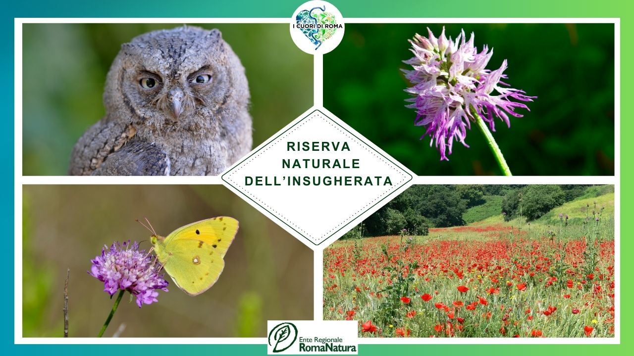 Riserva Naturale dell’insugherata (1280 x 720 px)