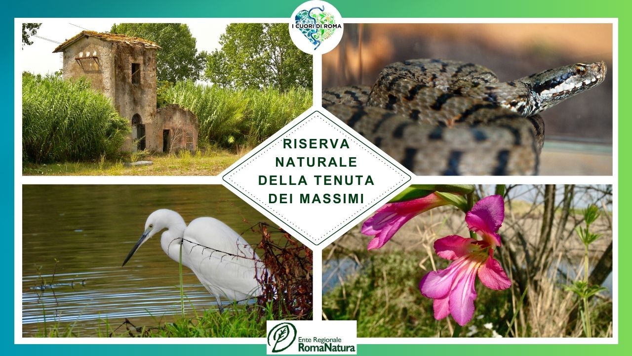 Riserva Naturale della Tenuta dei Massimi