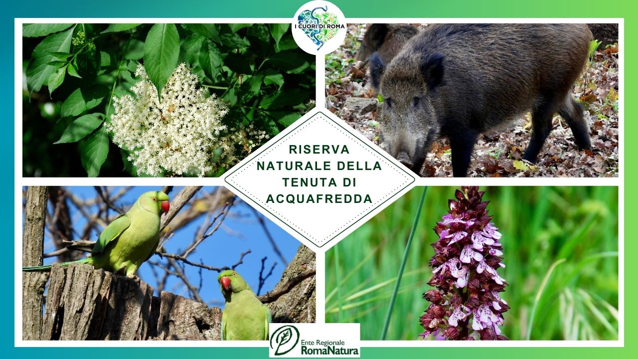 Riserva Naturale della Tenuta di Acquafredda