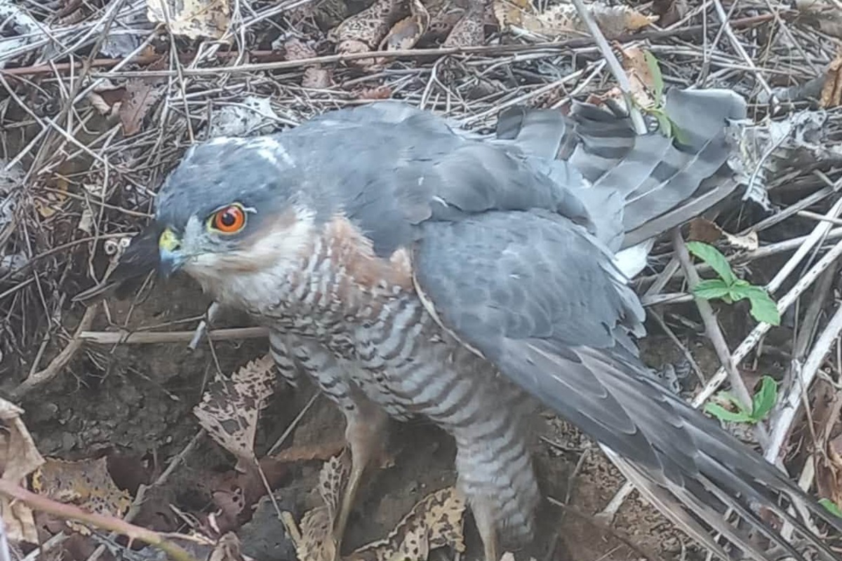 Monte Mario, sparviere ferito soccorso da un guardiaparco di RomaNatura